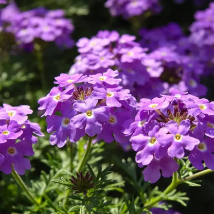 Purple Moss Verbena Seeds - Verdseeds