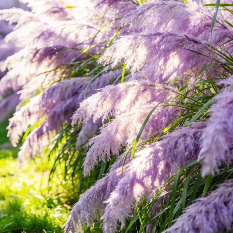 Purple Pampas Grass Seeds - Verdseeds
