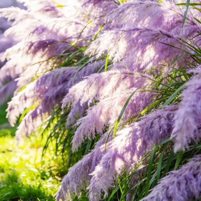 Purple Pampas Grass Seeds - Verdseeds