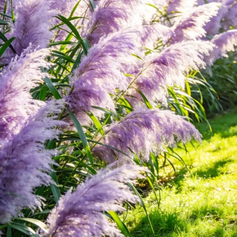 Purple Pampas Grass Seeds - Verdseeds