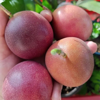 Purple Passion Fruit Seeds - Verdseeds