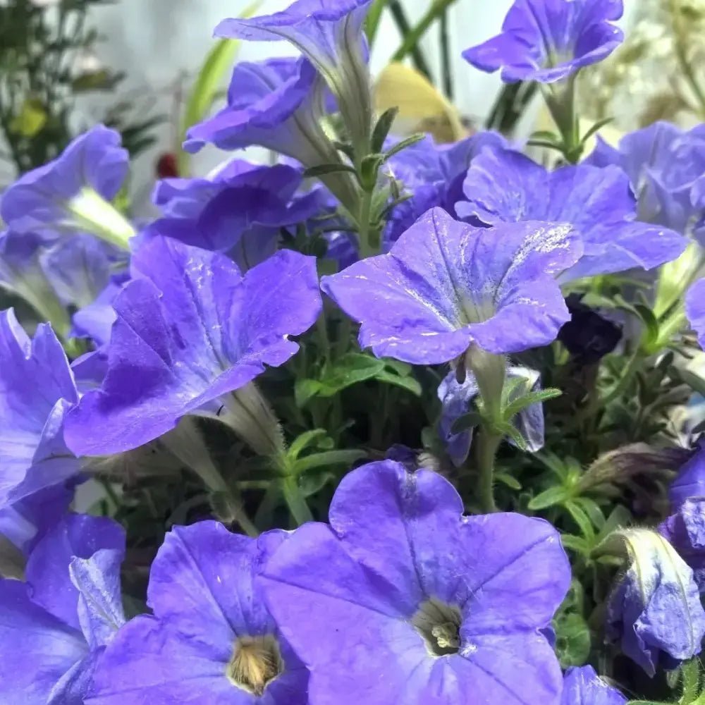 Purple Petunia Seeds - Verdseeds