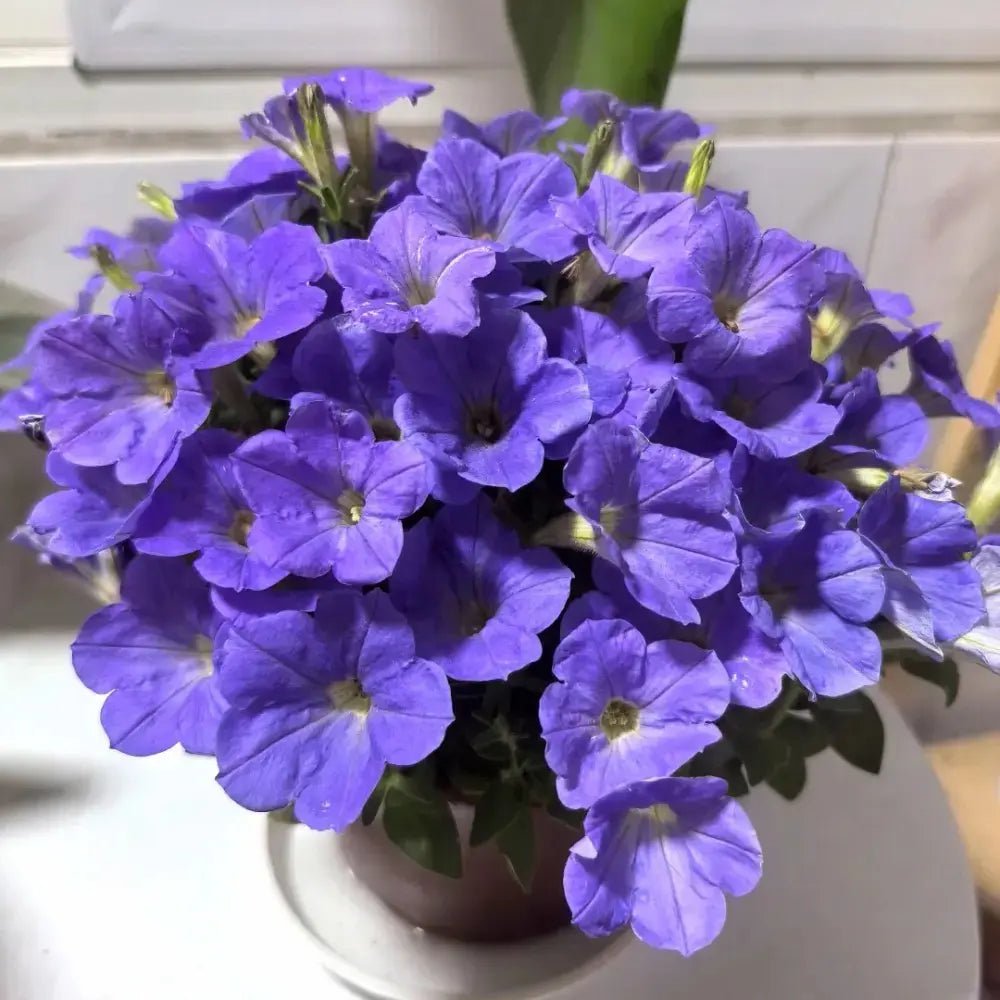 Purple Petunia Seeds - Verdseeds