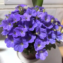 Purple Petunia Seeds - Verdseeds