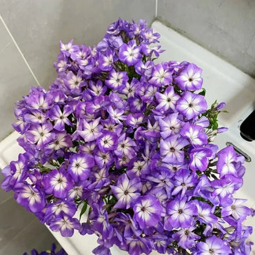 Purple Phlox Seeds - Verdseeds