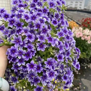 Purple Phlox Seeds - Verdseeds