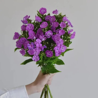 Purple Phlox Seeds - Verdseeds