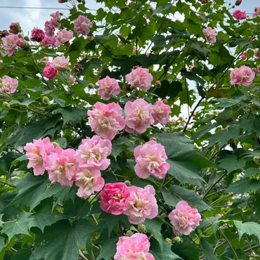 Purple-Pink Hibiscus Seeds - Verdseeds
