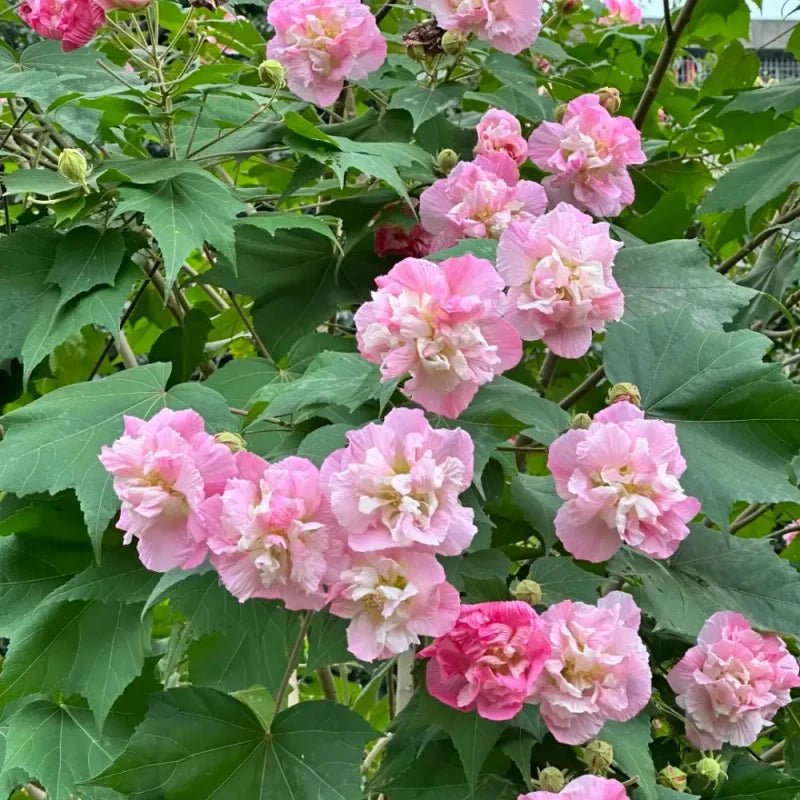 Purple-Pink Hibiscus Seeds - Verdseeds