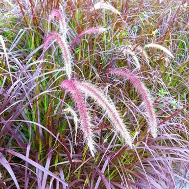 Purple Plume Fountain Grass Seeds - Verdseeds