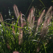 Purple Plume Fountain Grass Seeds - Verdseeds