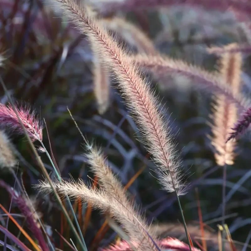 Purple Plume Fountain Grass Seeds - Verdseeds