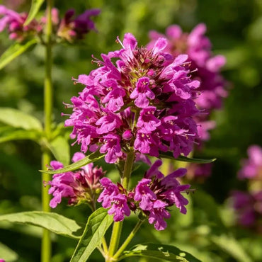 Purple red Mint Seeds - Verdseeds