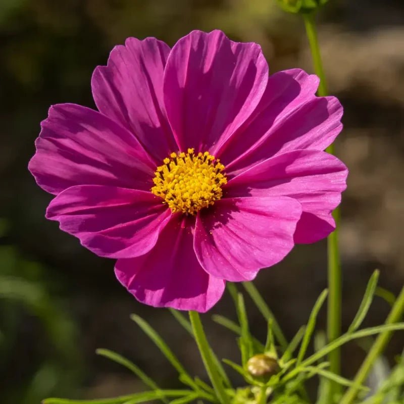 Purple red single petal Cosmos Seeds - Verdseeds