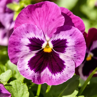Purple Red with Spots Viola Seeds - Verdseeds