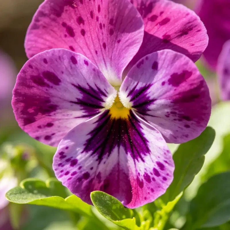 Purple Red with Spots Viola Seeds - Verdseeds