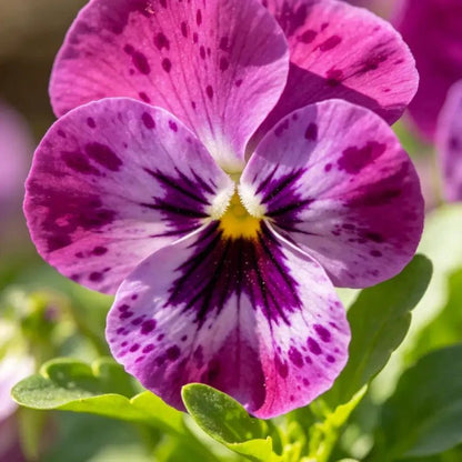 Purple Red with Spots Viola Seeds - Verdseeds