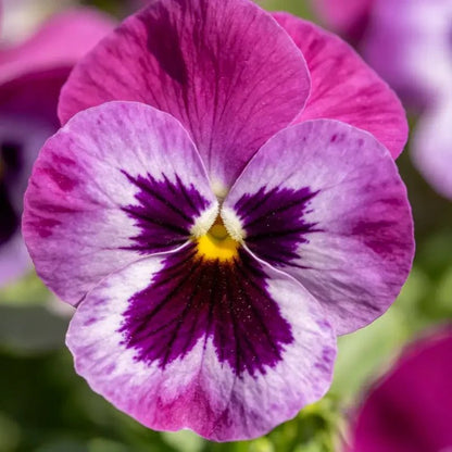 Purple Red with Spots Viola Seeds - Verdseeds