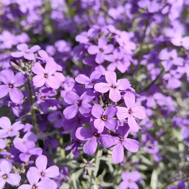 Purple Rock Cress Seeds - Verdseeds