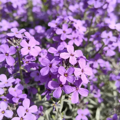 Purple Rock Cress Seeds - Verdseeds