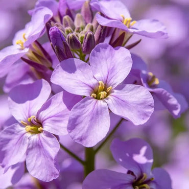Purple Rock Cress Seeds - Verdseeds