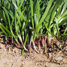 Purple Root Chives Seeds - Verdseeds