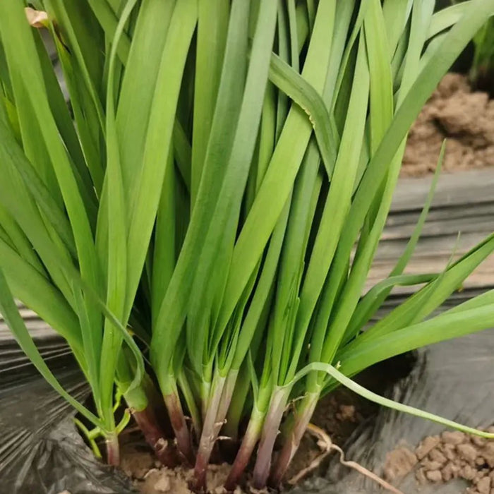 Purple Root Chives Seeds - Verdseeds