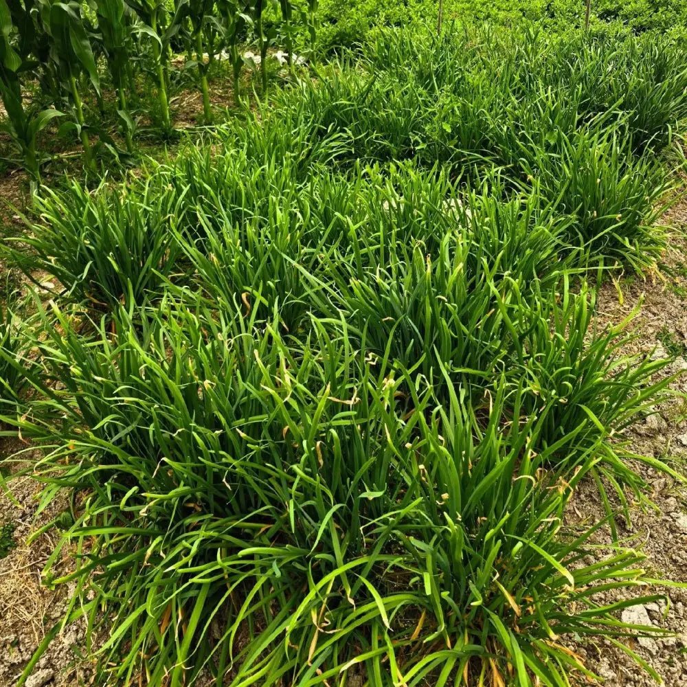 Purple Root Chives Seeds - Verdseeds