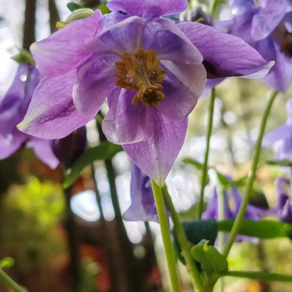 Purple Single Columbine Seeds - Verdseeds