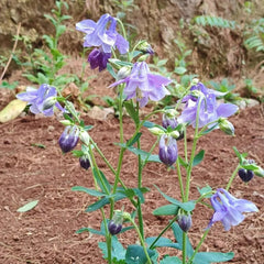 Purple Single Columbine Seeds - Verdseeds