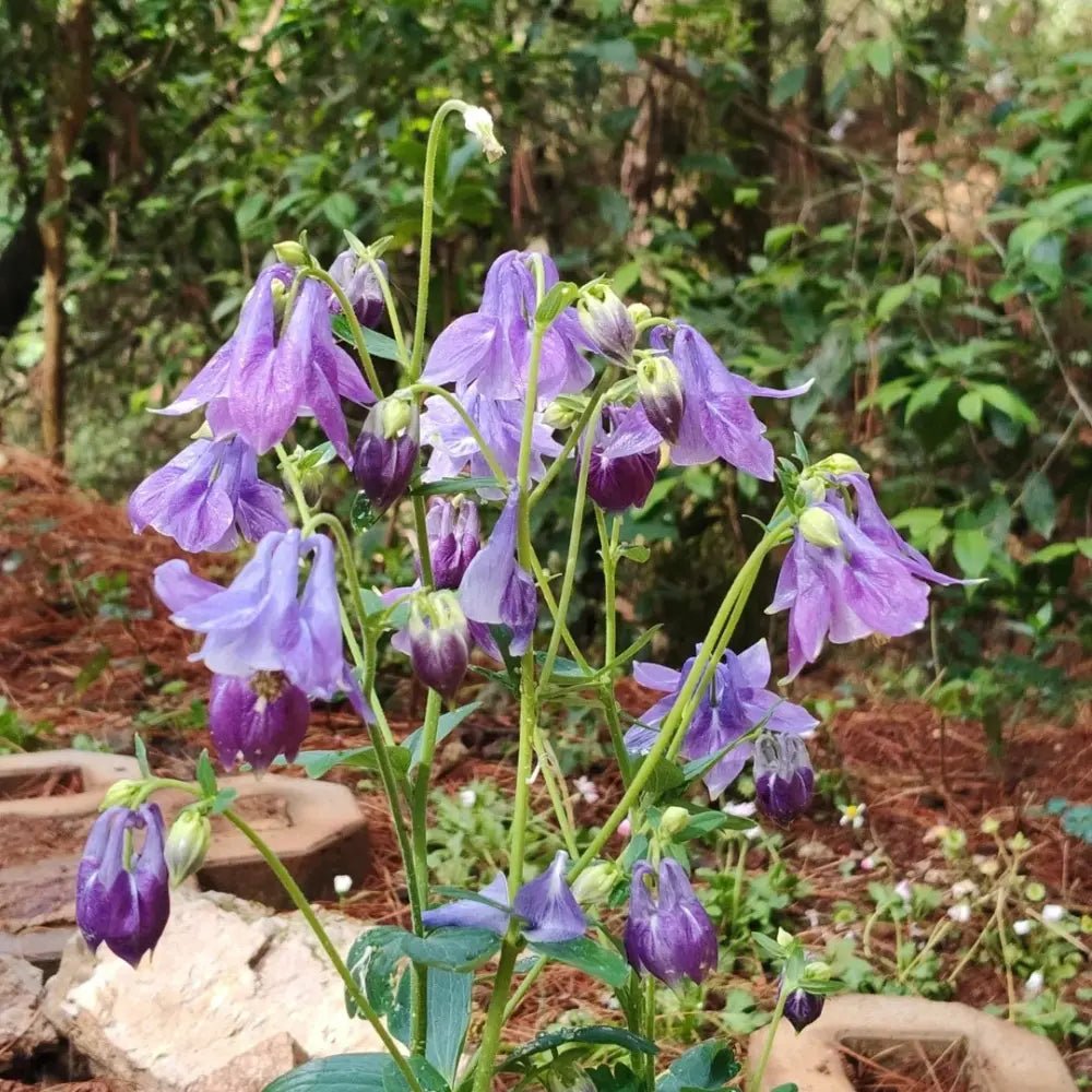 Purple Single Columbine Seeds - Verdseeds