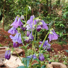 Purple Single Columbine Seeds - Verdseeds