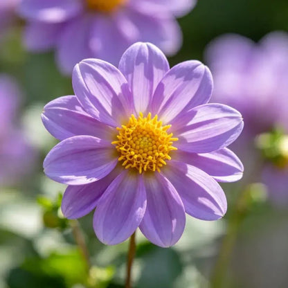Purple Single Petal Mini Dahlia Seeds - Verdseeds