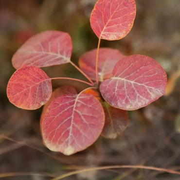 Purple Smokebush Seeds - Verdseeds