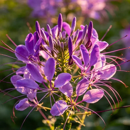Purple Spider Flower Seeds - Verdseeds