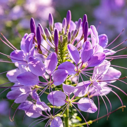 Purple Spider Flower Seeds - Verdseeds