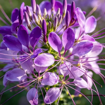 Purple Spider Flower Seeds - Verdseeds