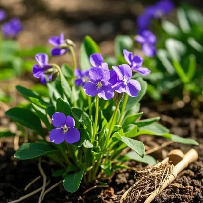 Purple Violet Seeds - Verdseeds