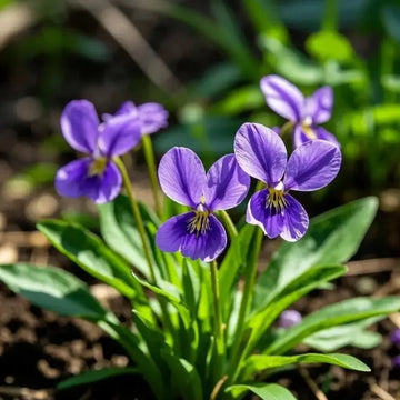 Violet