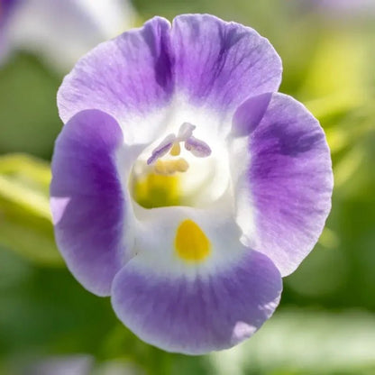 Purple Wishbone Flower Seeds - Verdseeds