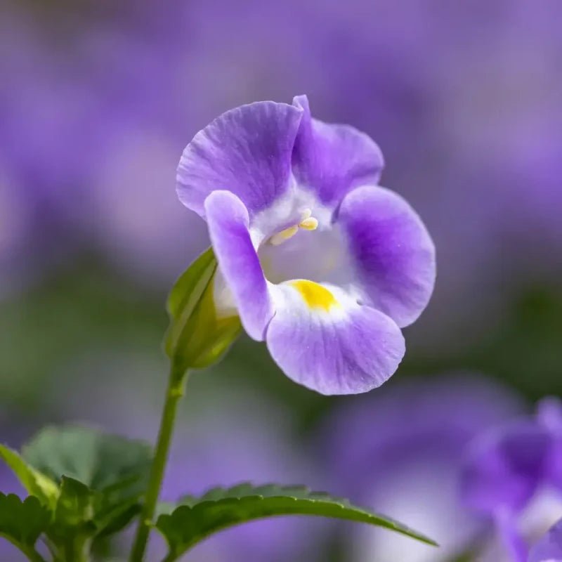 Purple Wishbone Flower Seeds - Verdseeds
