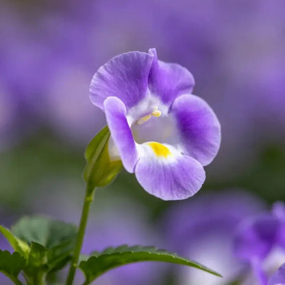Purple Wishbone Flower Seeds - Verdseeds
