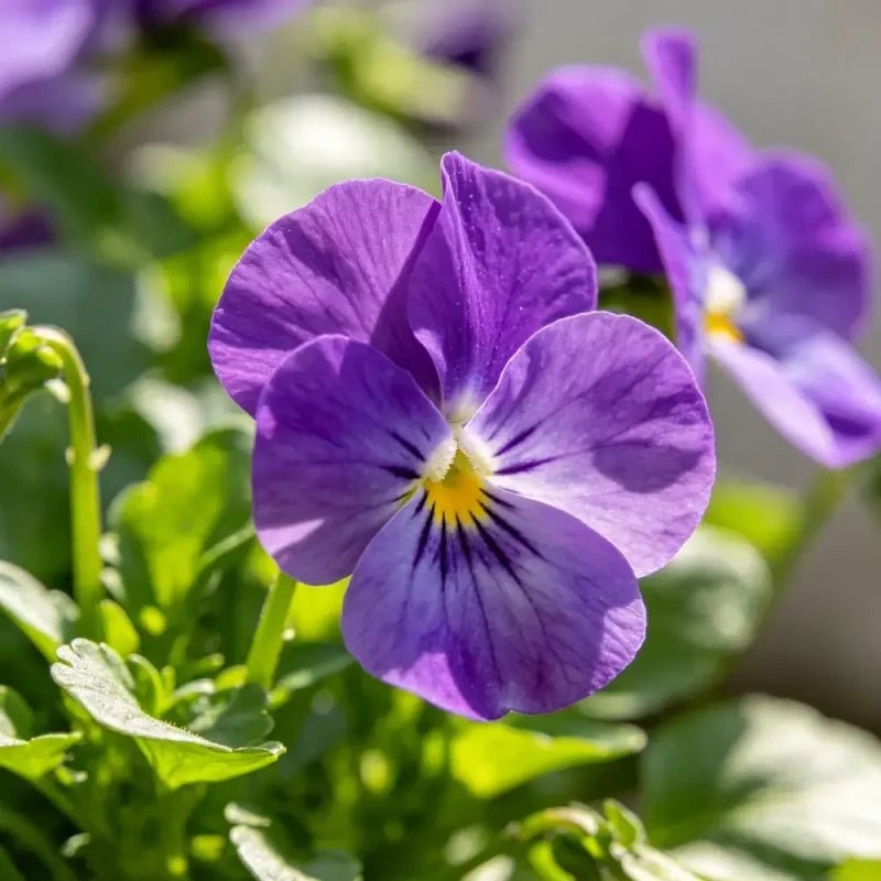 Purple Wishbone Flower Seeds - Verdseeds