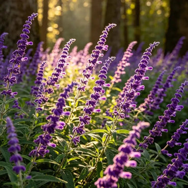 Purple Woodland Sage Seeds - Verdseeds