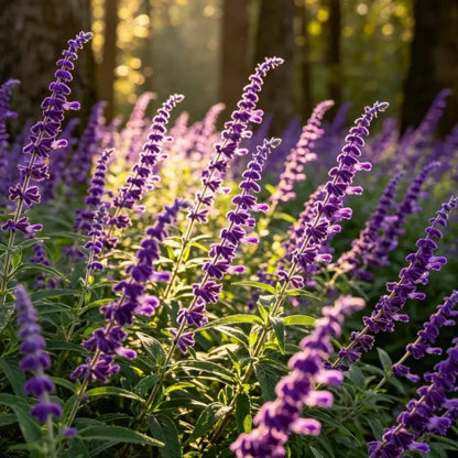 Purple Woodland Sage Seeds - Verdseeds