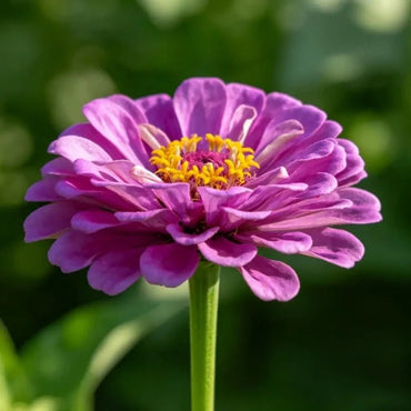 Purple Zinnia Seeds - Verdseeds