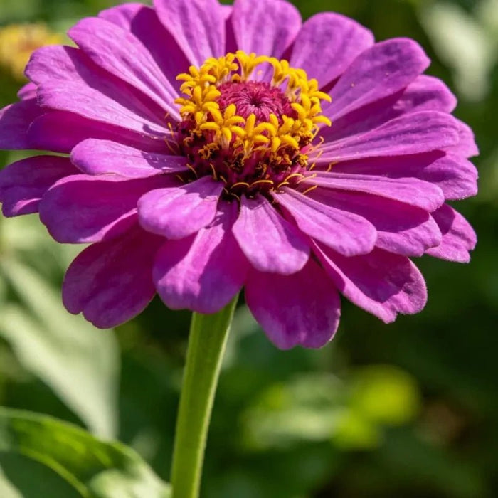 Purple Zinnia Seeds - Verdseeds