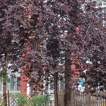 Purpleleaf Bird Cherry Seeds - Verdseeds