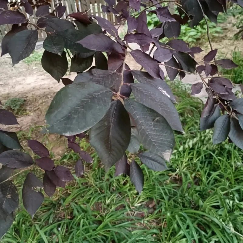 Purpleleaf Bird Cherry Seeds - Verdseeds
