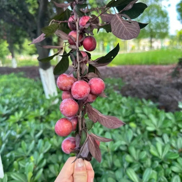 Purpleleaf Plum Seeds - Verdseeds